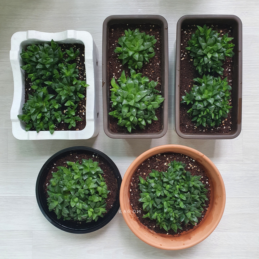 국민다육하월시아수 ? 그리고 5