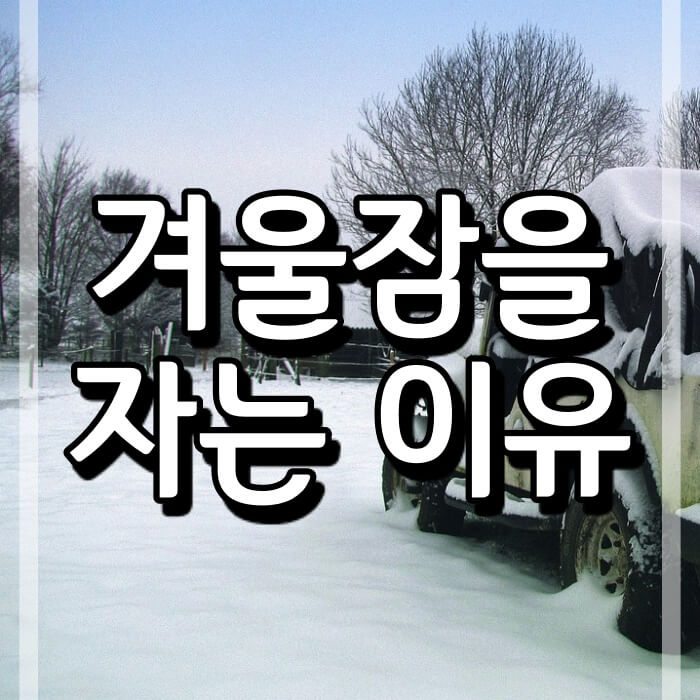  겨울잠 자는 과정과 이유 (양서류, 파충류는 겨울잠이 아니다.)