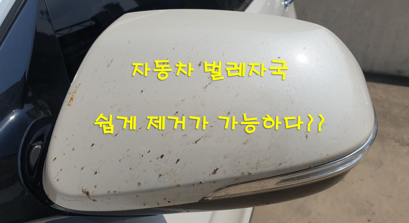  자동차 벌레시체 제거 쉽게 벌레자국 제거하는 법 - 버그 크리너