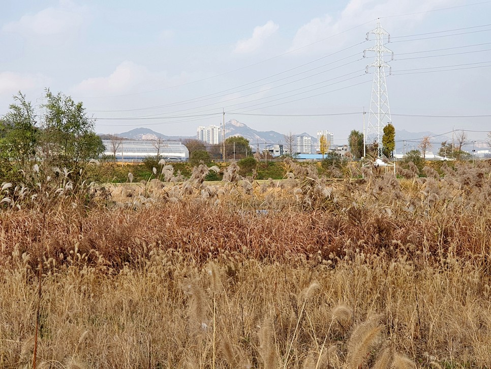 어우러진 다산수변공원 왕숙천 단풍과 갈대군락 6
