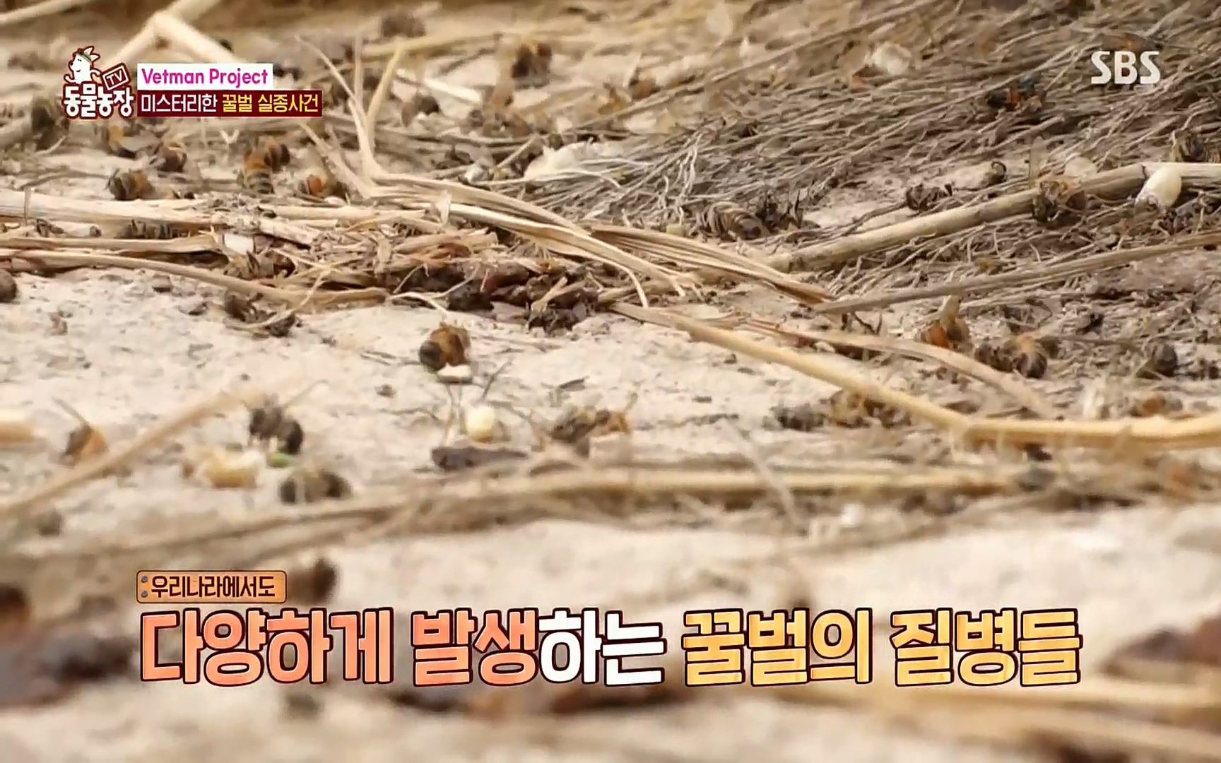 TV 동물농장.E1072.220605p.H264-F1RST.mp4_20220605_180628.574.jpg