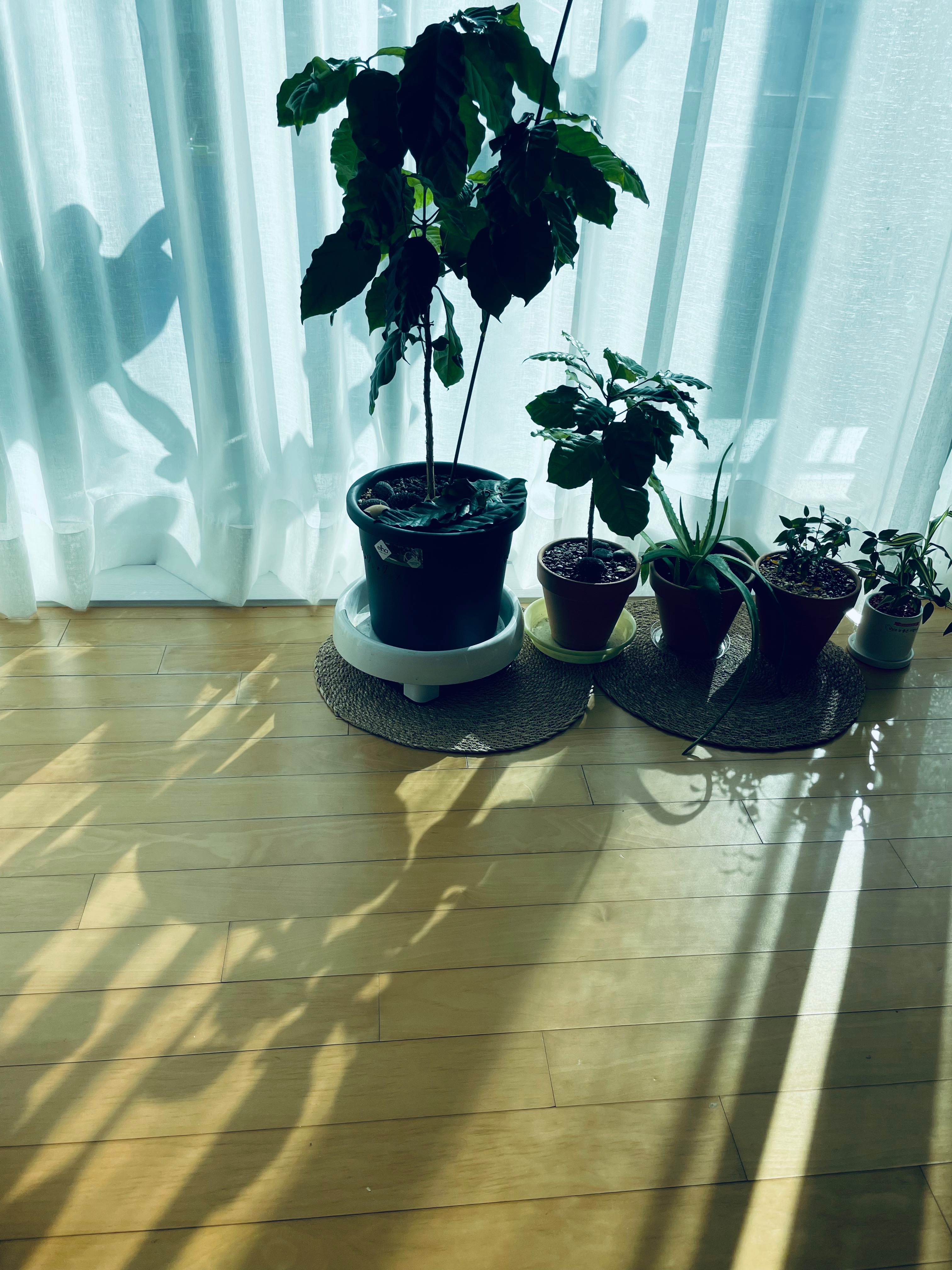 베란다정원 식물키우기 빛의 중요성