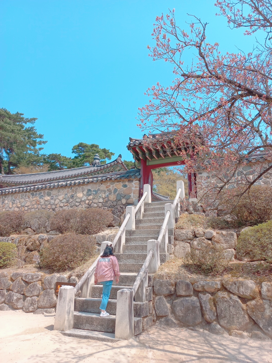  국내 봄 여행지 세계유산 불국사 겹벚꽃