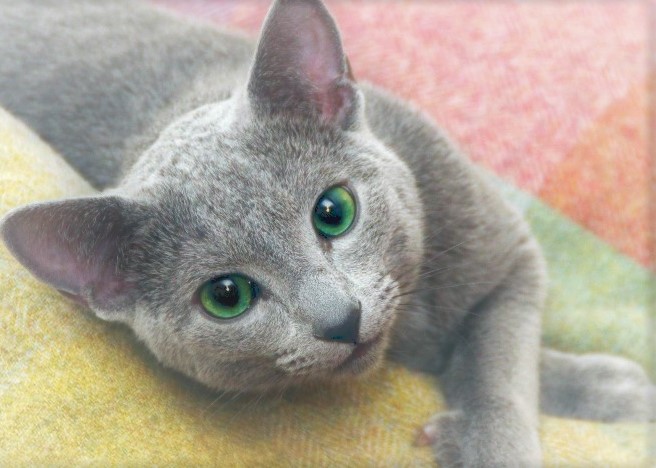  고양이- 러시안 블루