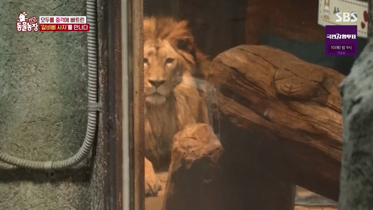 TV 동물농장.E1131.230731p-NEXT.mp4_20230730_190955.734.jpg