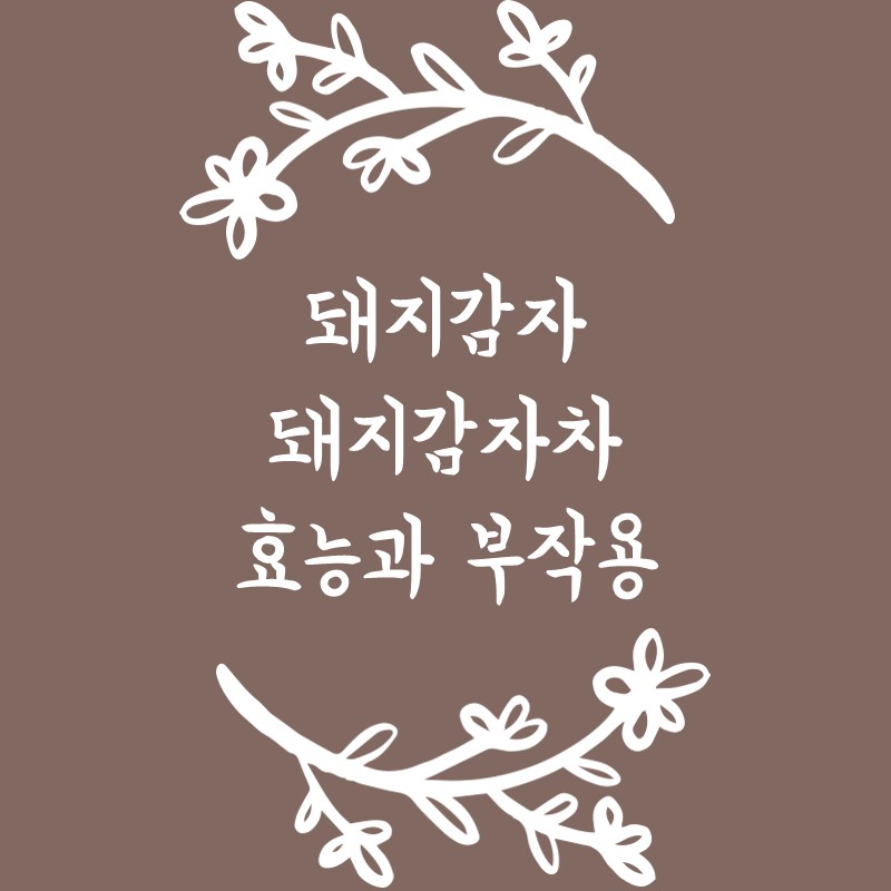 돼지감자 돼지감자차 효능과 부작용