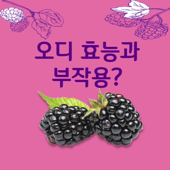  오디 효능? 부작용?