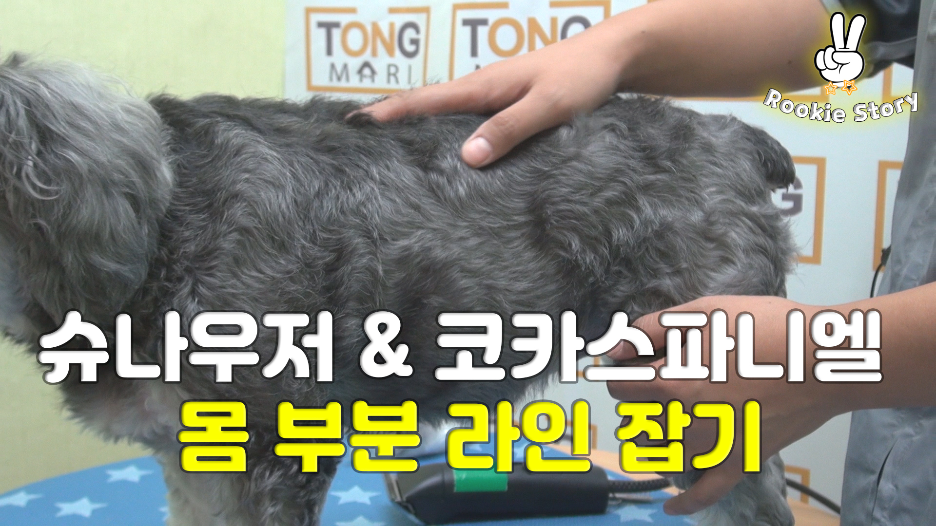  애견 셀프 미용 강아지 슈나우저 코카스파니엘 라인컷 바리깡 클리퍼 방법