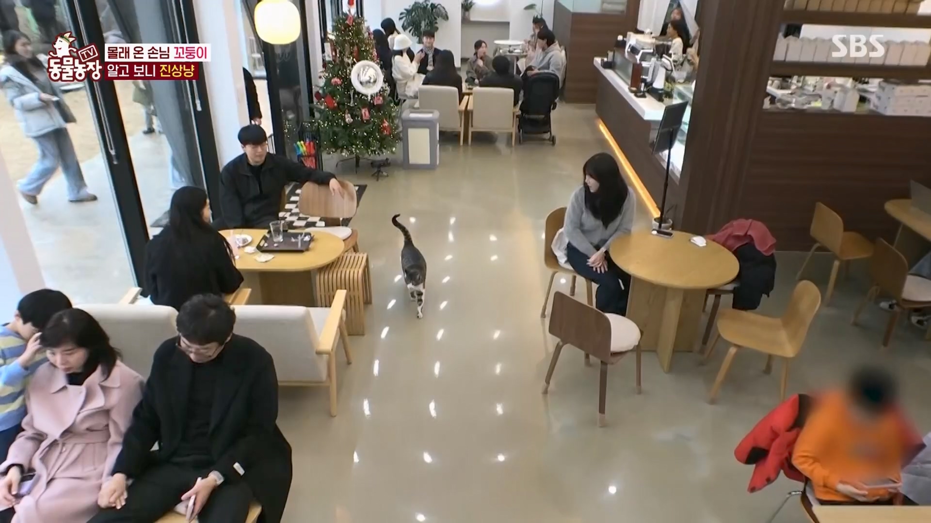 TV 동물농장.E1159.240218p.H264-F1RST.mp4_20240218_170004.635.jpg