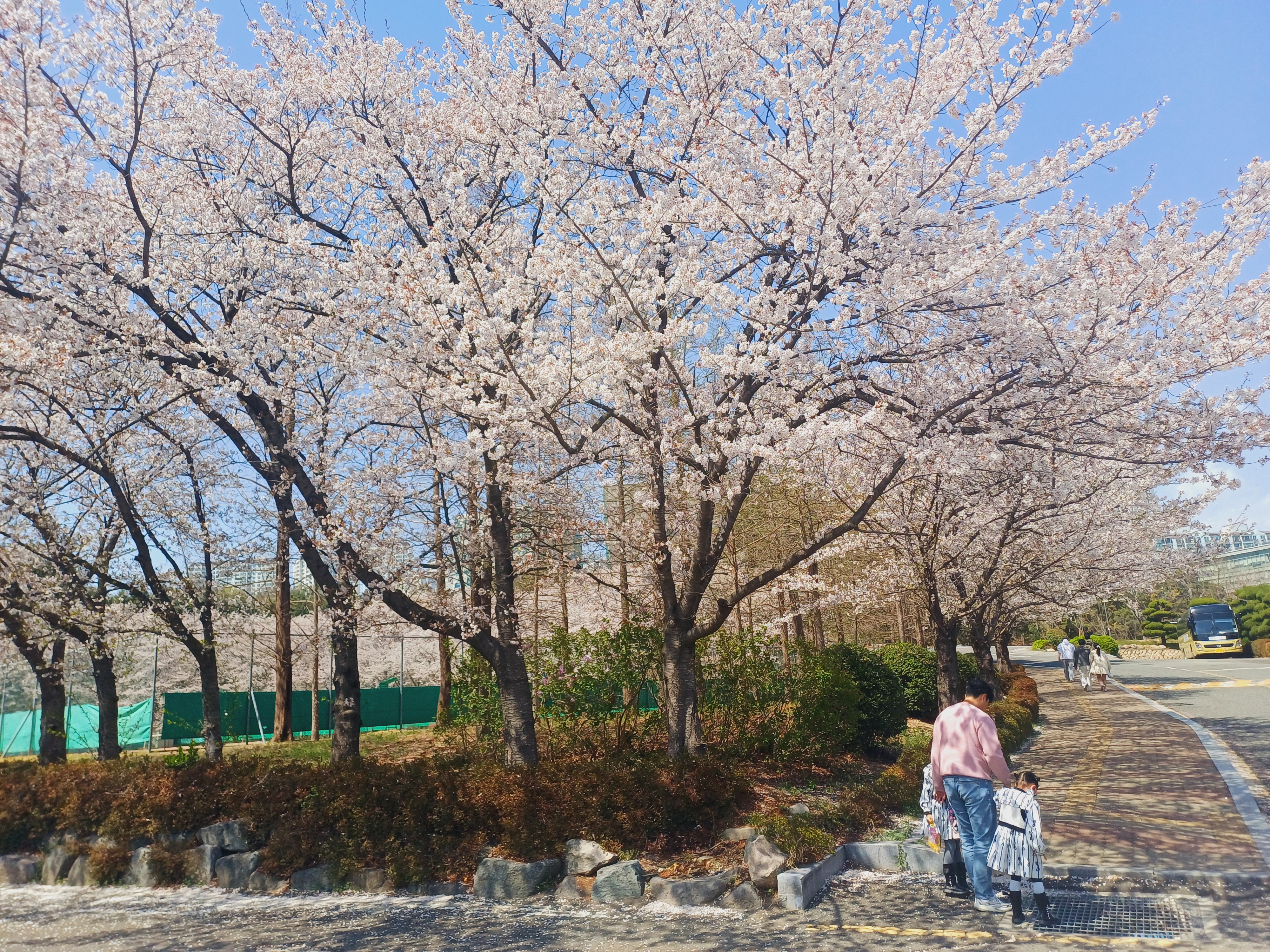 울산 벚꽃명소 아이와 가볼만한곳 추천