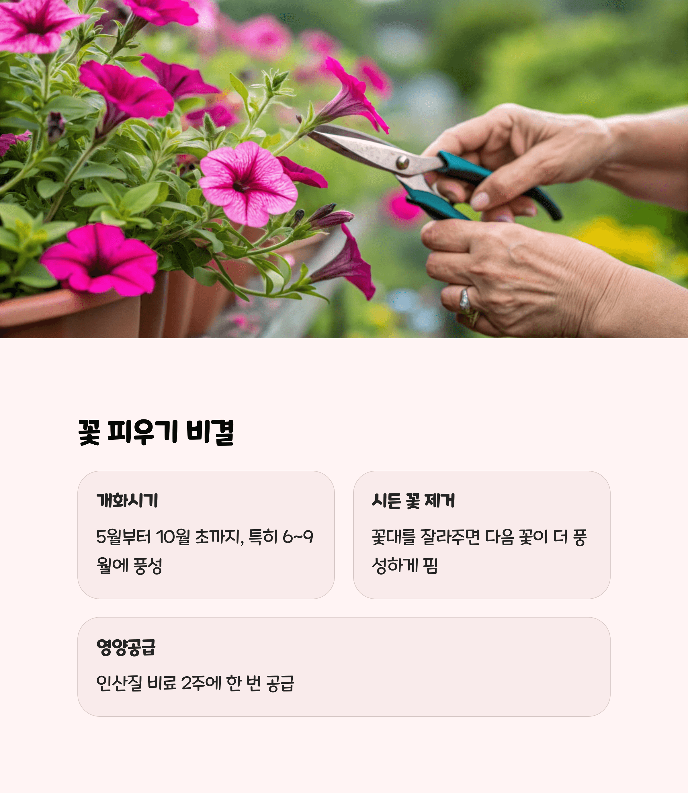 사피니아 꽃