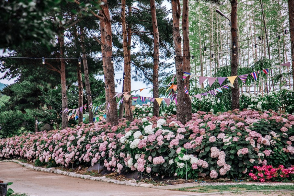 제3회 유구색동 수국정원 꽃축제 기본일정과 프로그램 정리