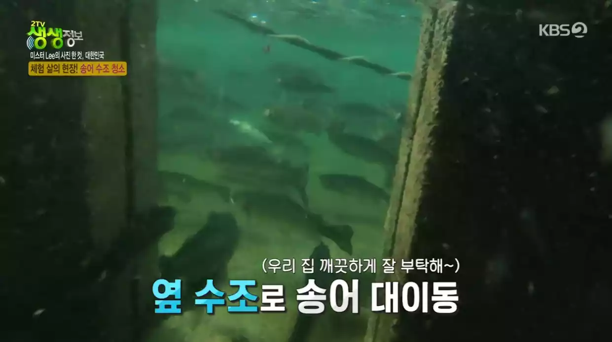 송어