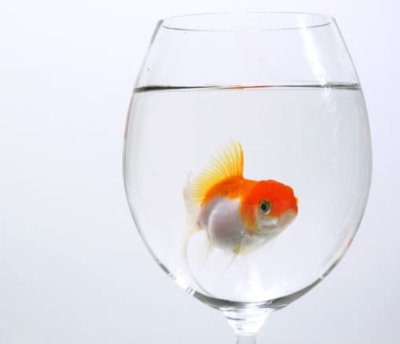 금붕어꿈해몽