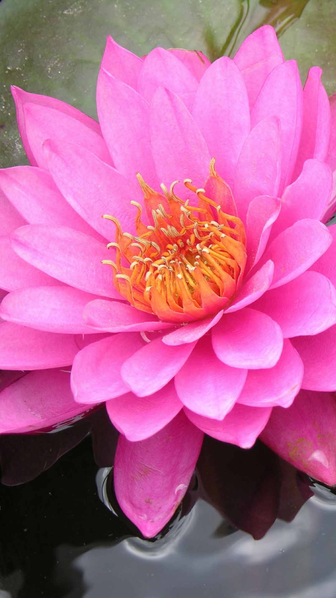 Lotus Flower iPhone Wallpaper