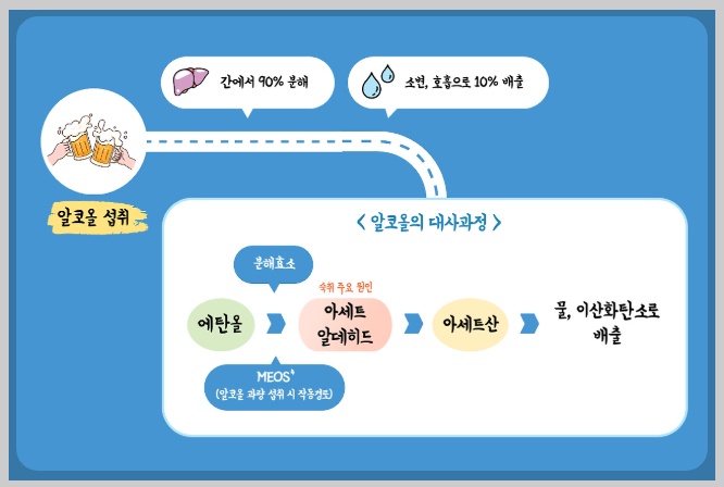 알코올 대사 과정(출처 삼양공식홈페이지)