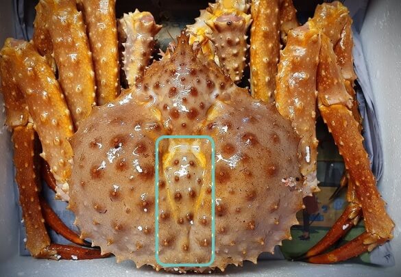 맛있고 살이 꽉 찬 수율 좋은 킹크랩 고르는 법, 킹크랩의 종류와 가격, 구별하는 방법도 모두 알려드려요.