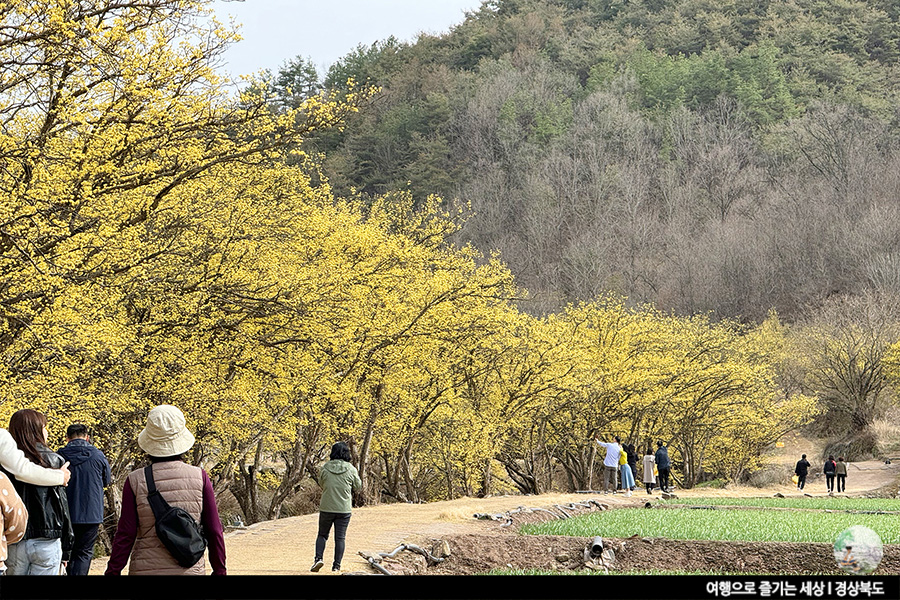 의성 산수유 산책로