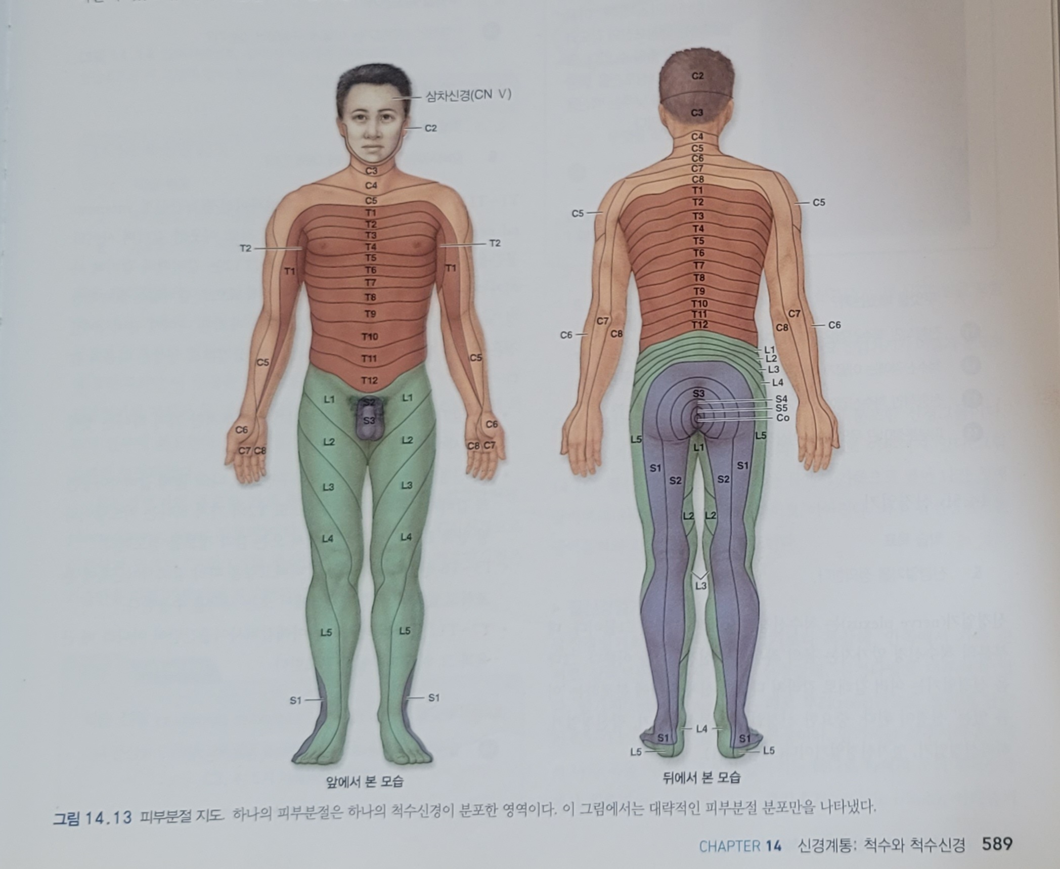 '우리 몸의 통증의 경로를 알려주는 신경경로를 나타낸 피부분절표입니다.'