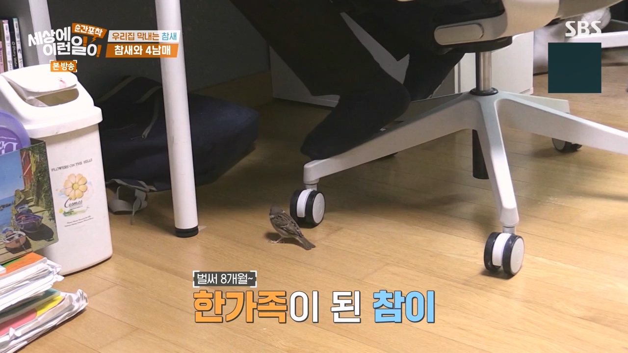 순간포착 세상에 이런일이.E1272.240407p-NEXT.mp4_20240407_175003.186.jpg