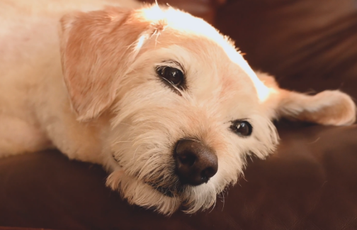강아지 엎드려 있는 아파 보이는 모습 사진