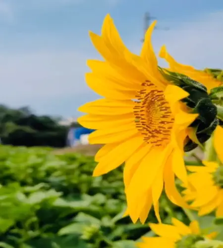 강주 해바라기 축제_6
