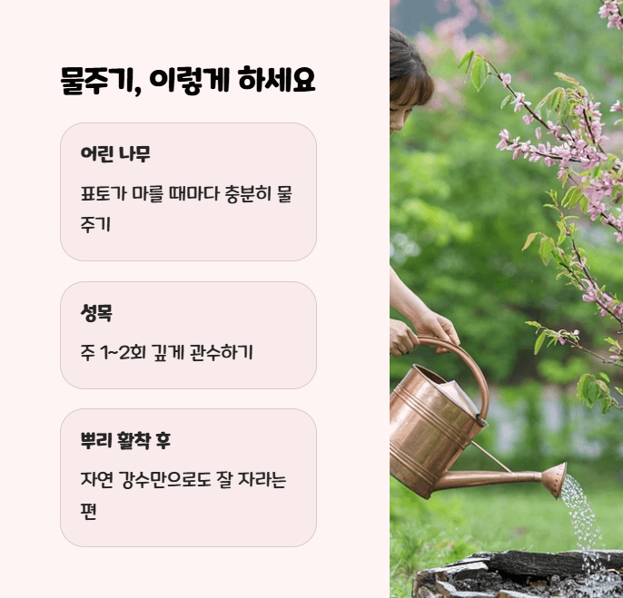 박태기나무