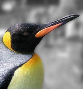 임금펭귄 (King Penguin)