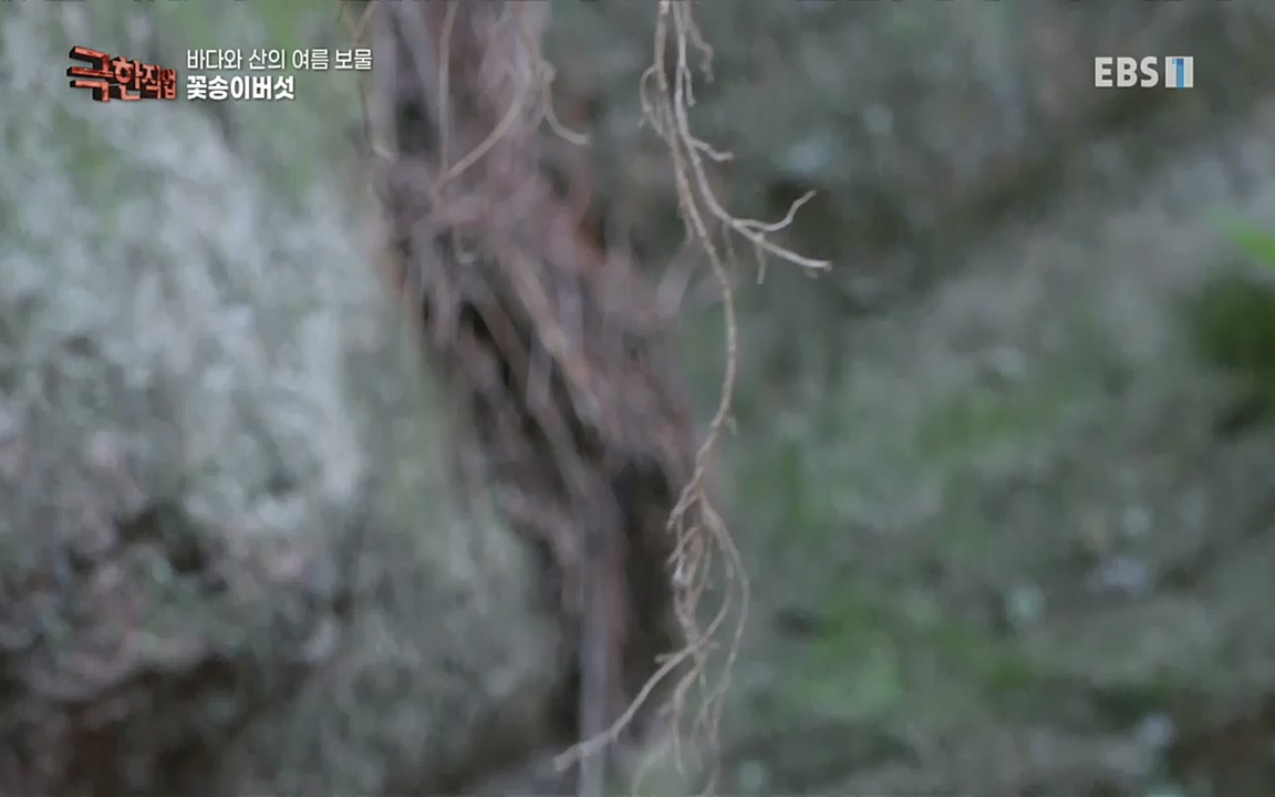 TV - 교육의 중심 EBS바다와 산의 여름 보물, 갯바위 미역 & 꽃송이버섯.mp4_20220828_145326.118.jpg
