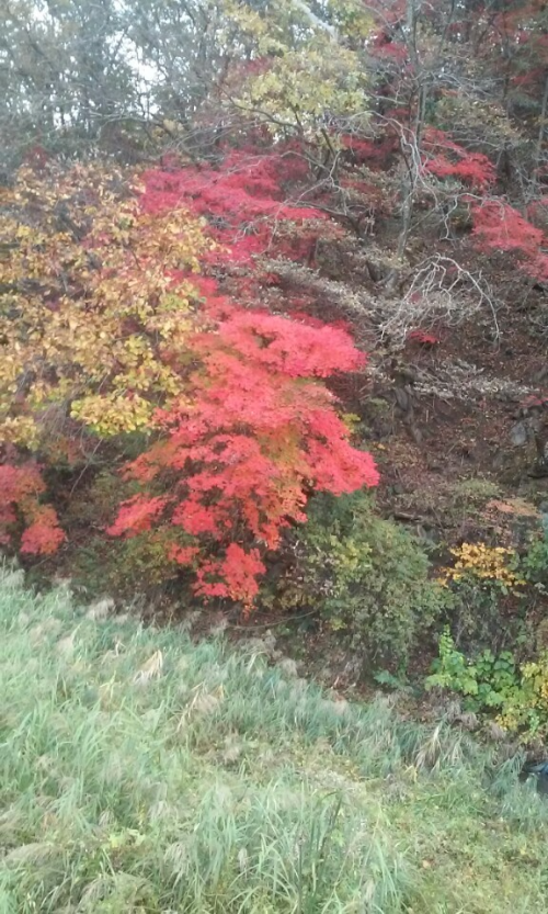 2016년 가을 충북 괴산군 청안면 운곡리 아부지네 가을 단풍나무들