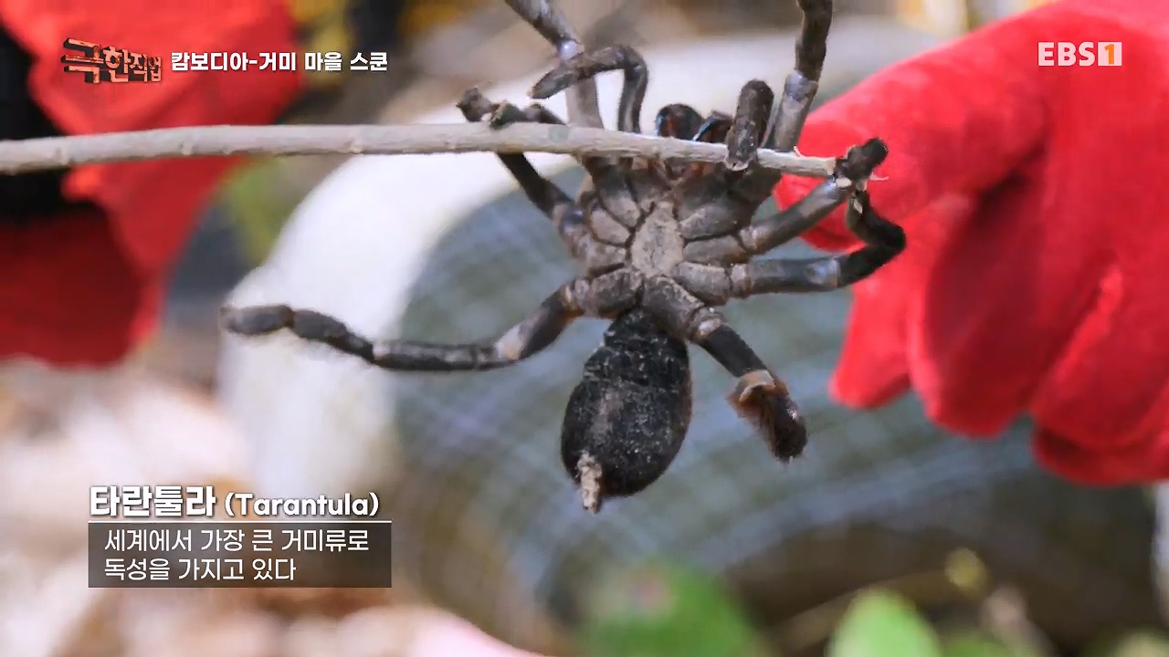 TV - 전 국민의 평생학교 EBS캄보디아 - 독충을 잡는 사람들.mp4_20230501_170847.218.jpg