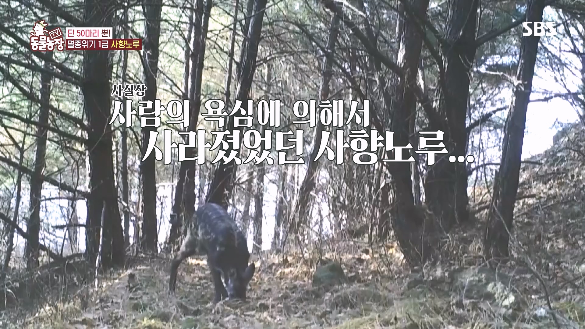TV 동물농장.E1185.240818p.H264-F1RST.mp4_20240818_161610.672.jpg