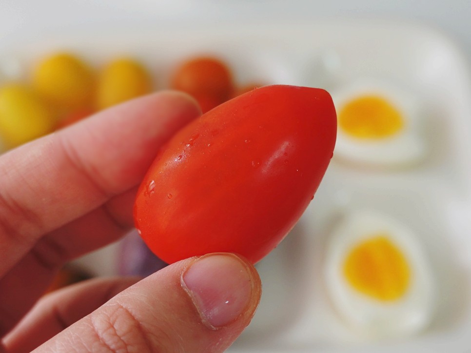 토마토들 산지직송 컬러 18