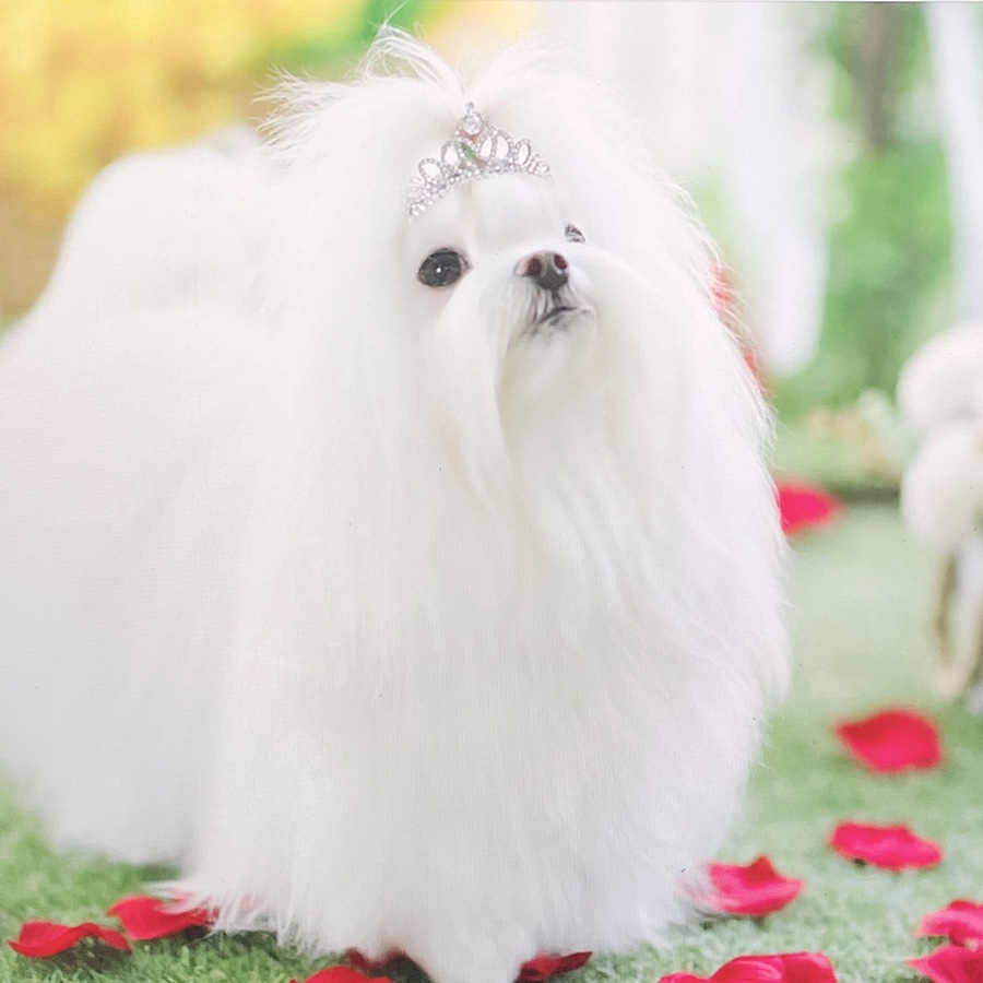 말티즈 키울 때 꼭 읽어보세요 소형견 종류 미니 4