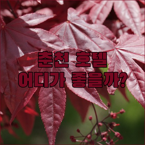 춘천 호텔 완벽 분석! 더 잭슨나인스