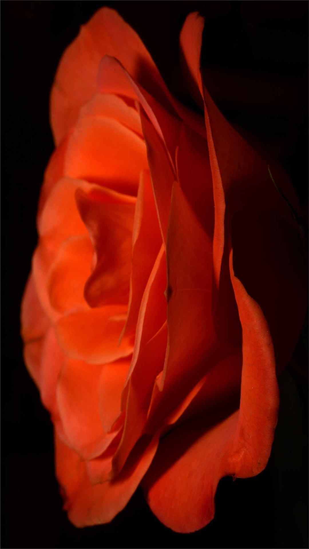 Rose Flower iPhone Wallpaper