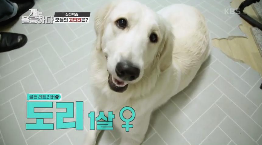  개는 훌륭하다  이중견격 도리 너무 똑똑해서 문제?