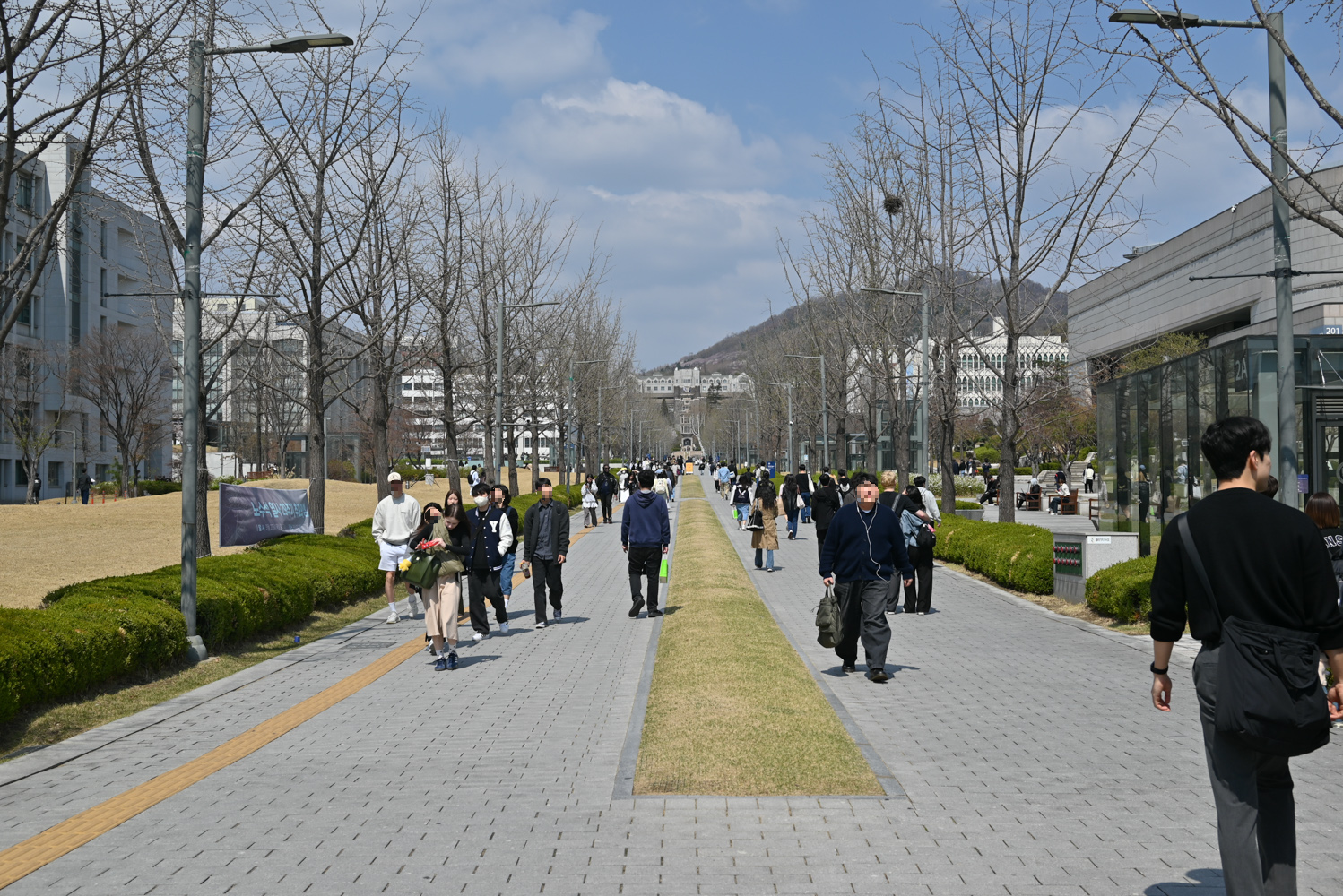 벚꽃 명소인 연세대