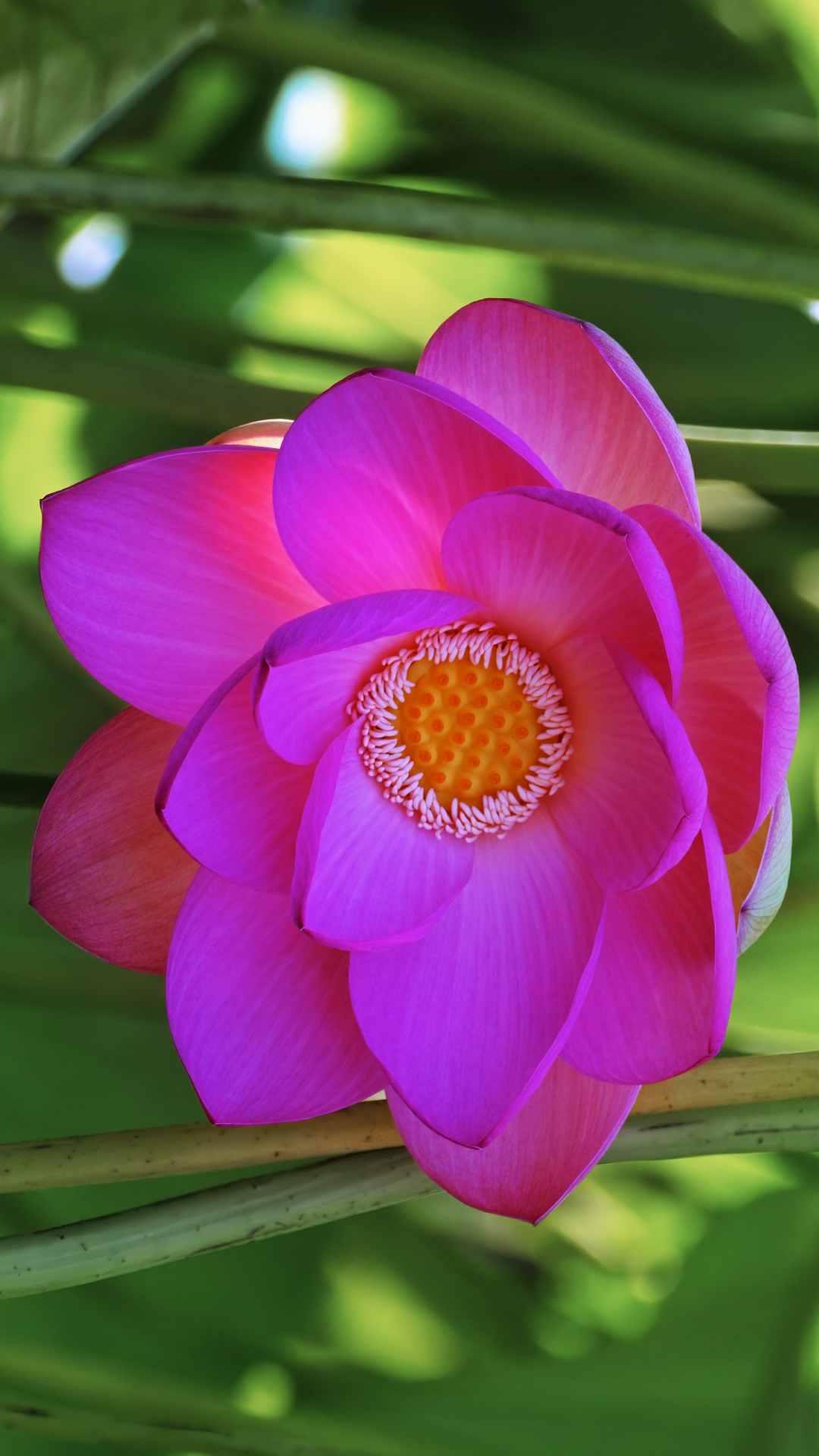 Lotus Flower iPhone Wallpaper