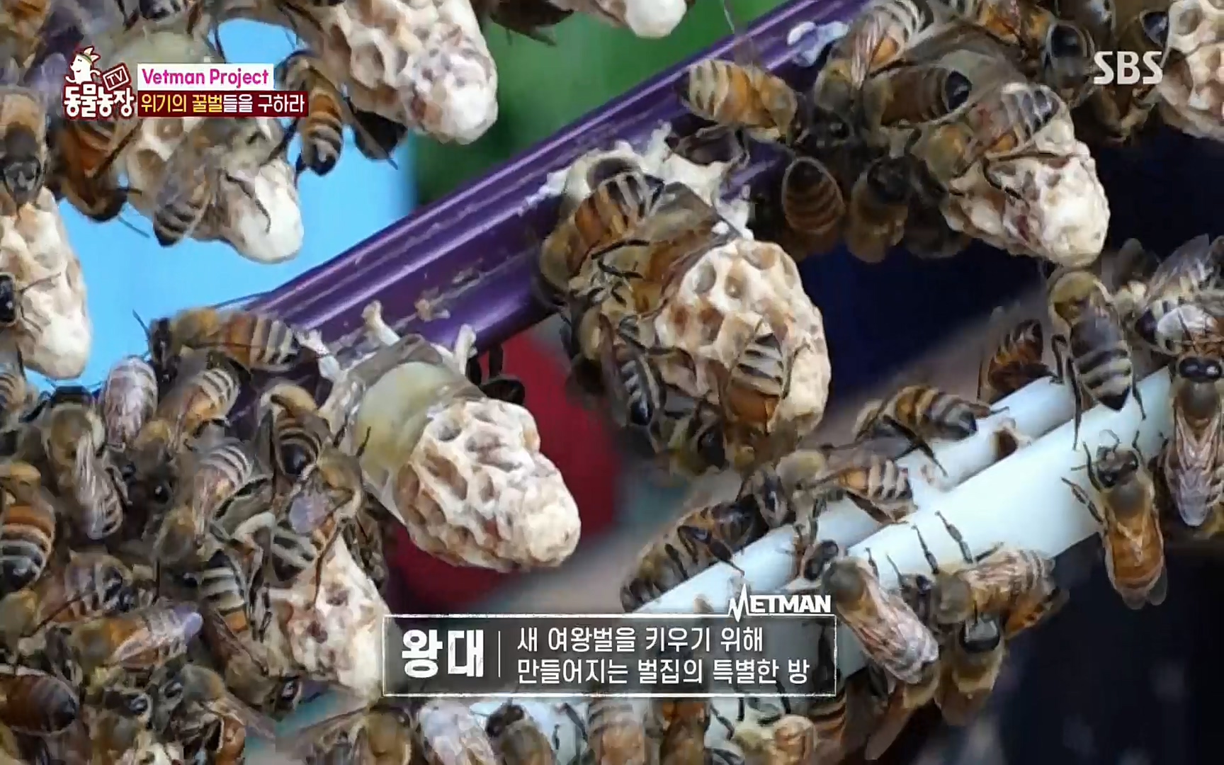 TV 동물농장.E1072.220605p.H264-F1RST.mp4_20220605_181121.194.jpg