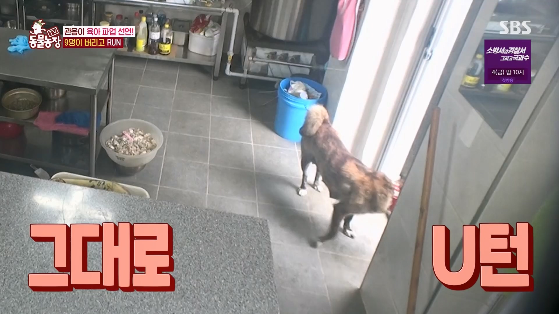 TV 동물농장.E1130.230723p.H264-F1RST.mp4_20230723_171157.719.jpg