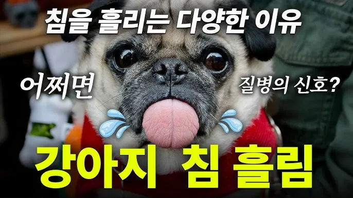 강아지 침 흘림 6가지 원인과 효과적 대처법_3