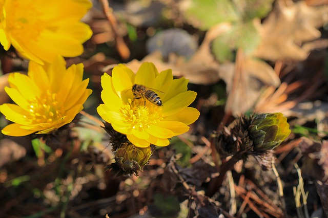 タツノオトシゴの繁殖方法 - 卵