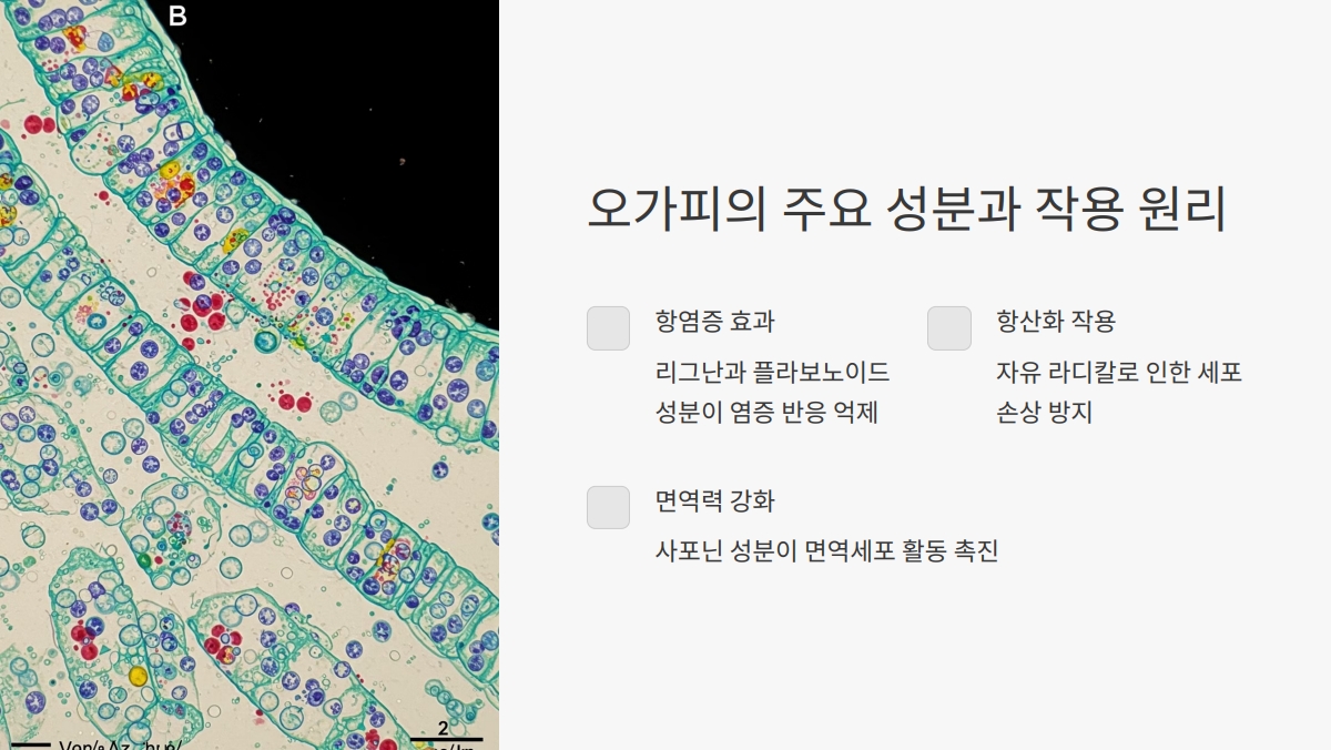 오가피 효능