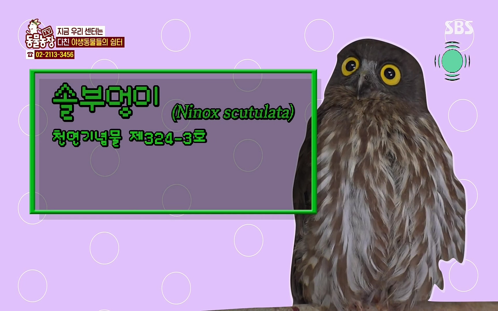 TV 동물농장.E1061.220320p.H264-F1RST.mp4_20220320_181556.653.jpg