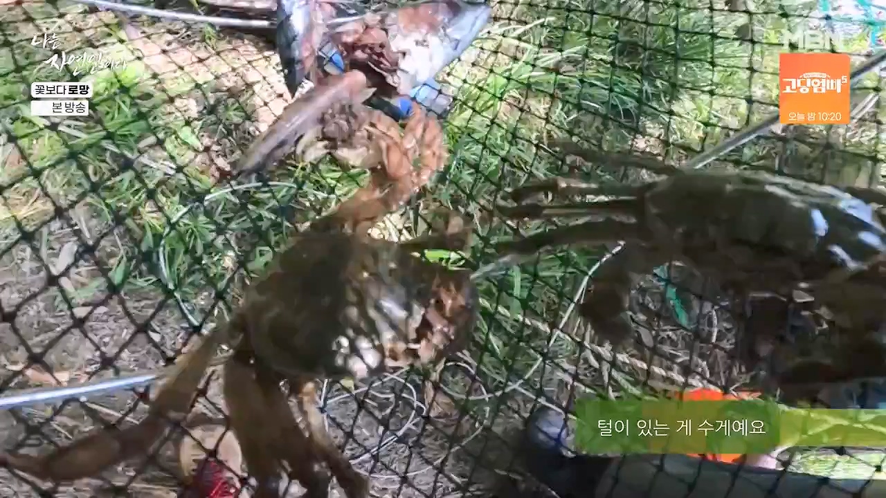 나는 자연인이다.E608.240606p-NEXT.mp4_20240606_164039.012.jpg