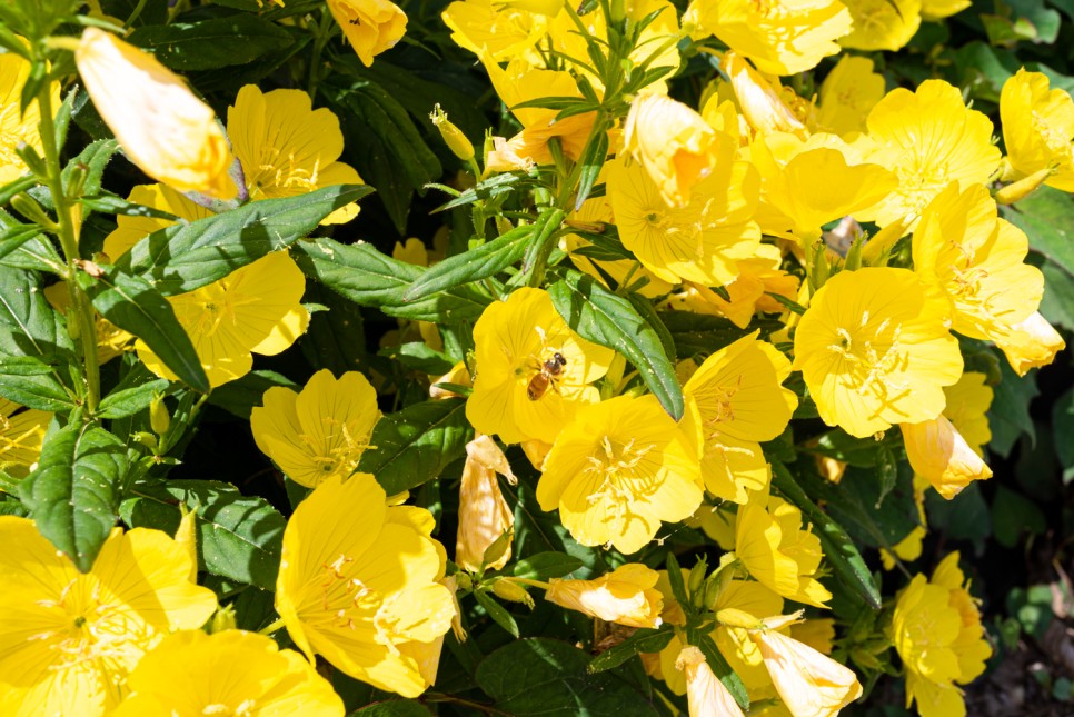 꽃사진 여름의 시골 11