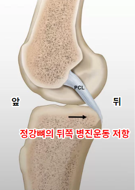 뒤십자인대 구조