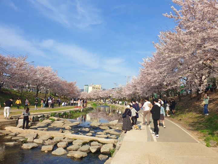 벚꽃 산책