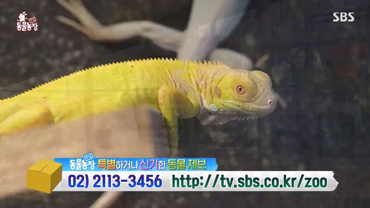 TV 동물농장.E1156.240129p-NEXT.mp4_20240128_191741.729.jpg